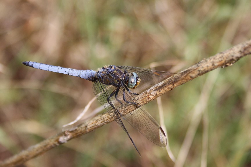 Orthetrum courelescens?